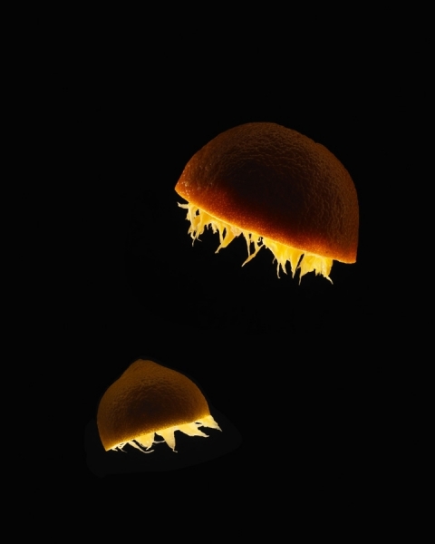 Photograph Liz Mcburney Jellyfish on One Eyeland